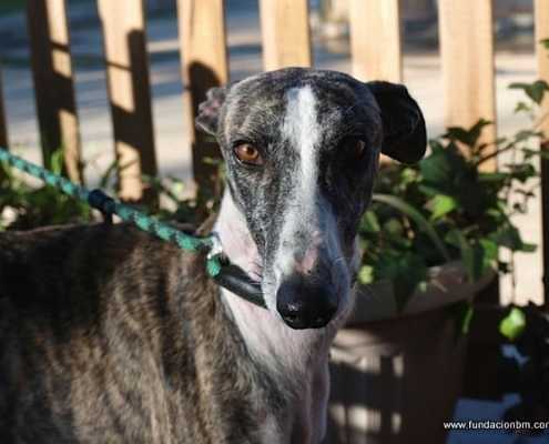 Marco - Galgo