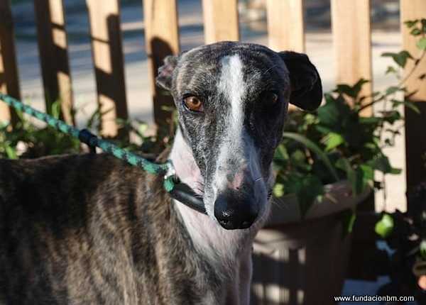 Marco - Galgo