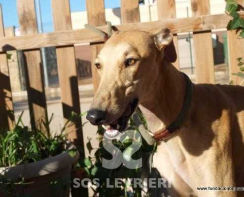 Martin - Galgo
