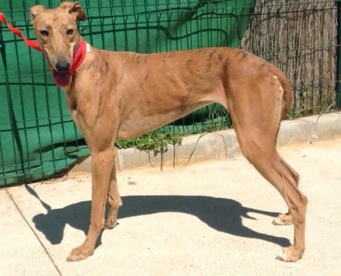 Micaella - Greyhound