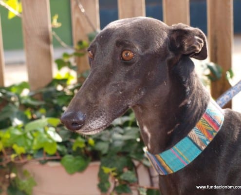 Noche - Galgo