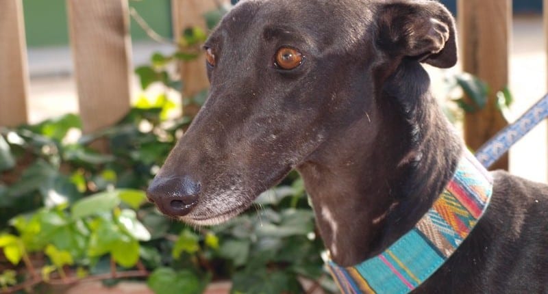 Noche - Galgo