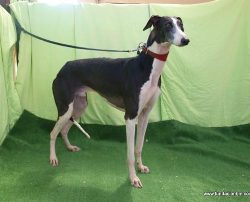 Oreo - Galgo