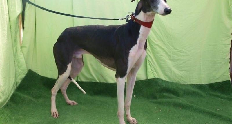 Oreo - Galgo