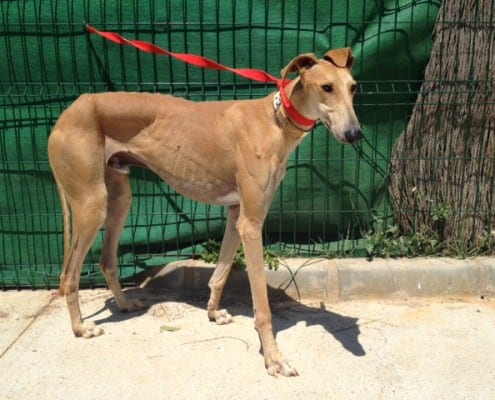 Paul - Galgo