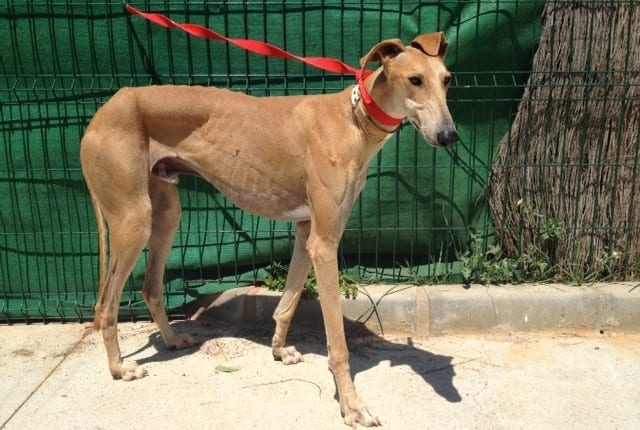 Paul - Galgo