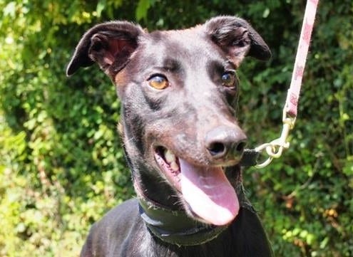 Pax - Greyhound
