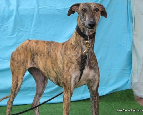 Pilar - Galgo