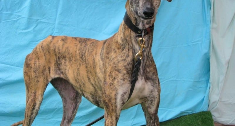 Pilar - Galgo