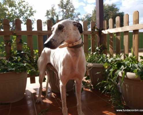 Pongo - Galgo