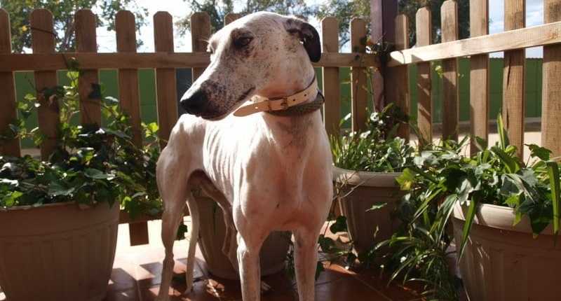 Pongo - Galgo