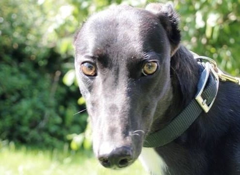 Poppy - Greyhound