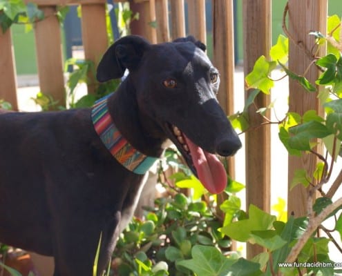 Rafaela - Galgo