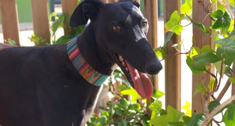 Rafaela - Galgo