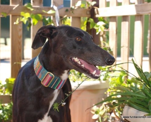 Ramona - Galgo