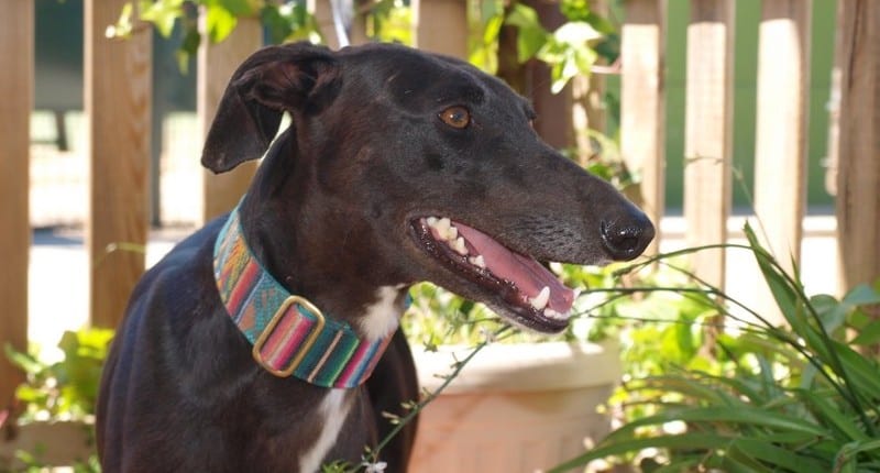 Ramona - Galgo
