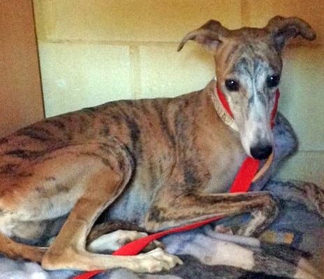 Reina - Galgo