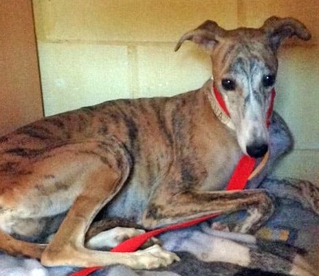 Reina - Galgo