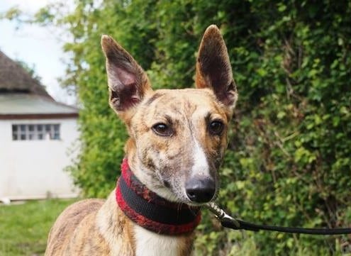 Rico - Greyhound