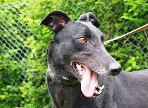 Ruby - Greyhound