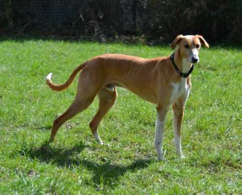 Rupert - Greyhound
