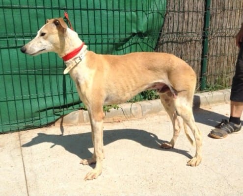 Salado - Galgo