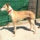Salado - Galgo