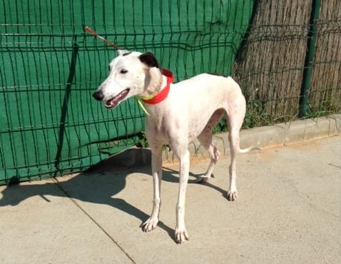 Sarita - Galgo