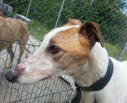 Scott - Greyhound