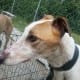 Scott - Greyhound
