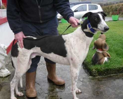 Shammy - Greyhound