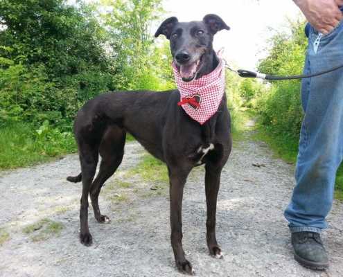 Sugar - Greyhound