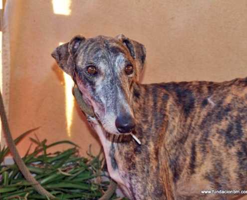 Tercero - Galgo