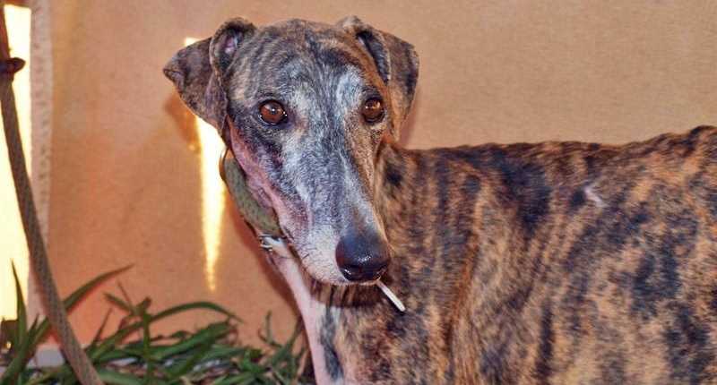 Tercero - Galgo