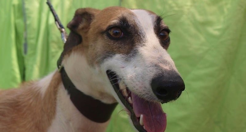 Tino - Galgo