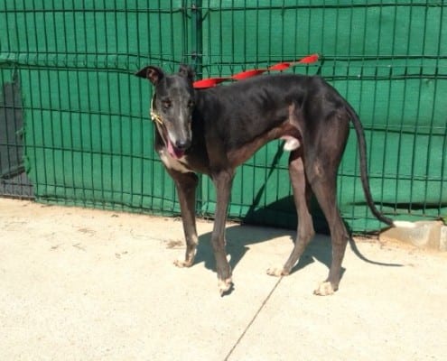 Trueno - Galgo