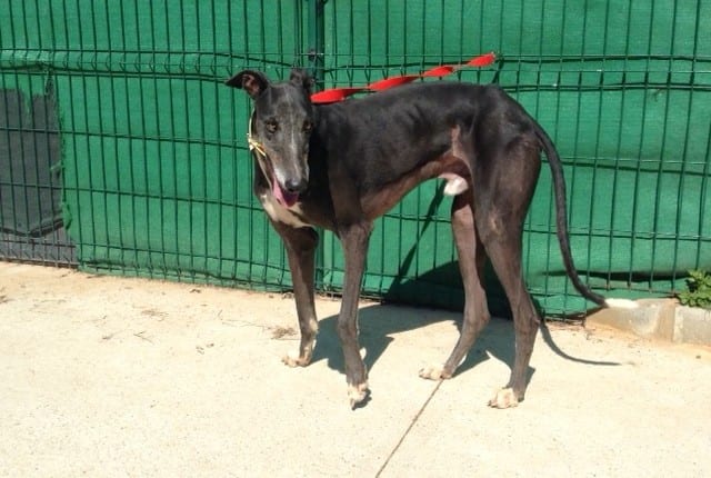 Trueno - Galgo
