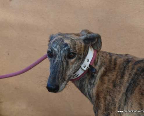 Turka - Galgo
