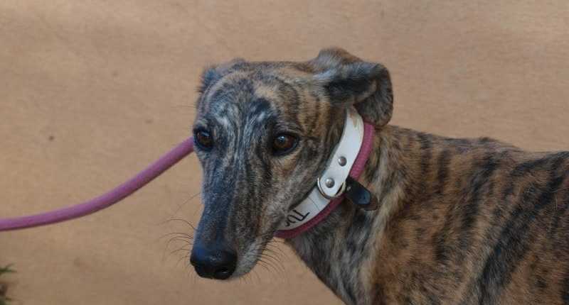Turka - Galgo