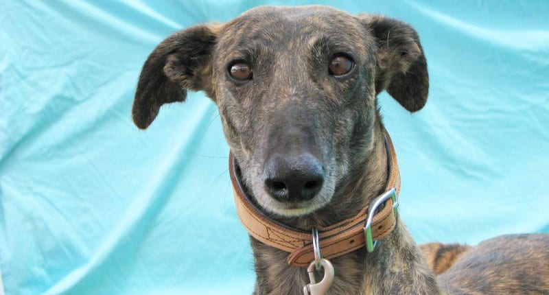 Vainilla - Galgo