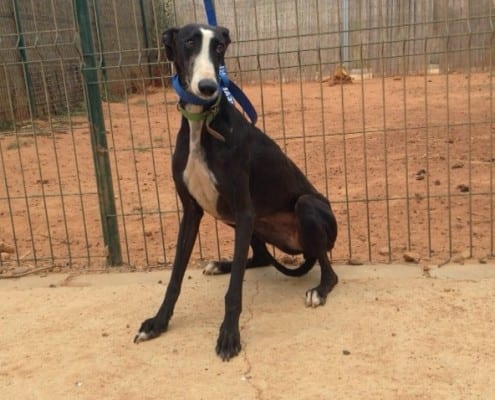 Verona - Galgo