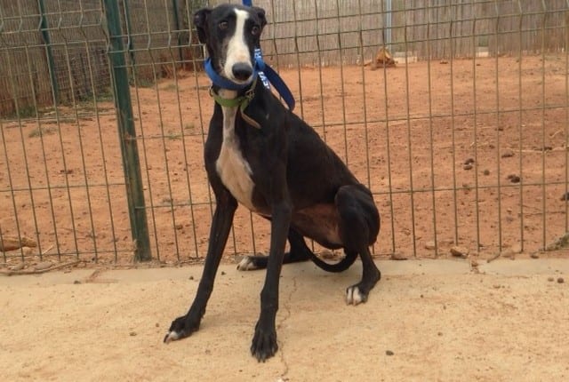 Verona - Galgo
