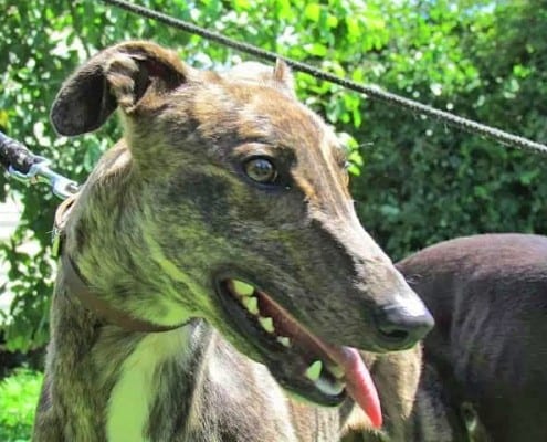 Zoe - Greyhound