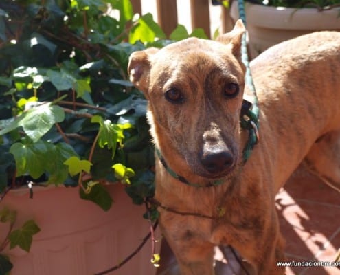 Zorrillo - Galgo