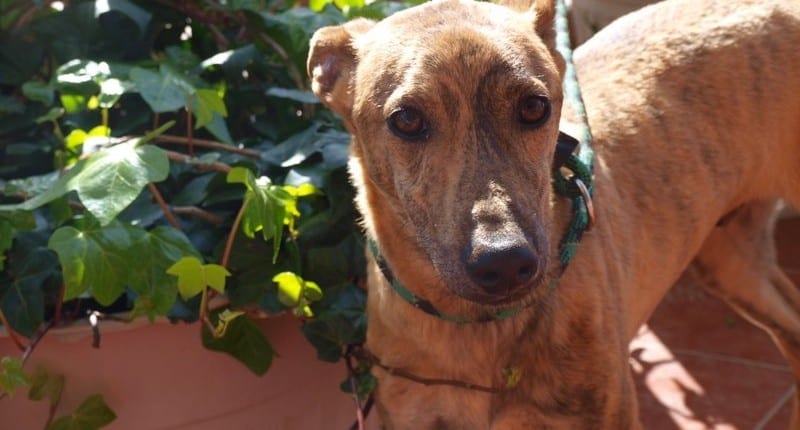 Zorrillo - Galgo