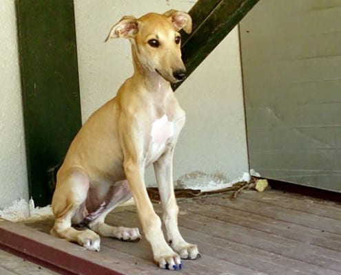 Dama - Galgo