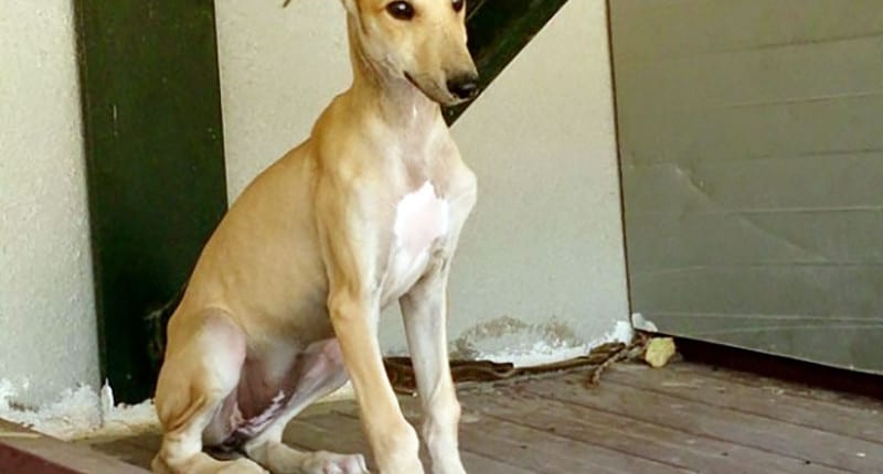 Dama - Galgo