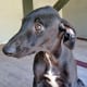 Nomo - Galgo