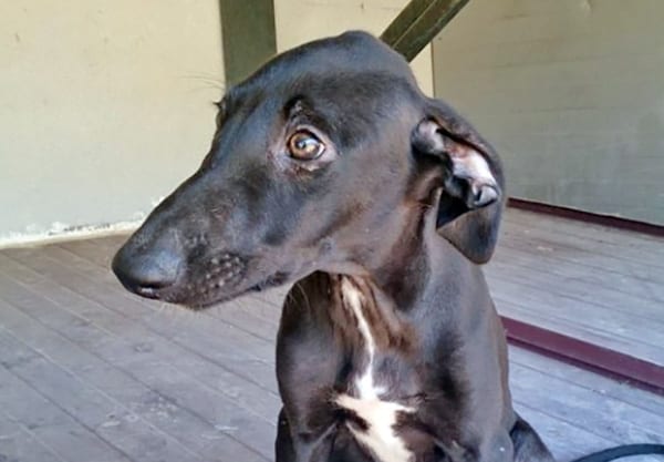 Nomo - Galgo