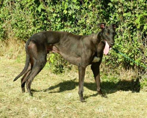 Dexter - Greyhound